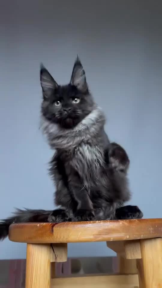 Maine Coon cats for sale: XXL RUSSIAN MAINE COON KITTENS - Video 1