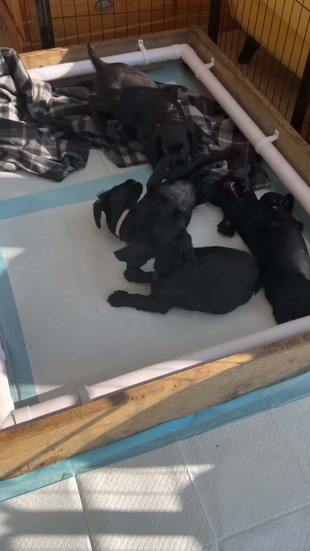 Cocker Spaniel dogs for sale: Ready to leave now! - Video 2