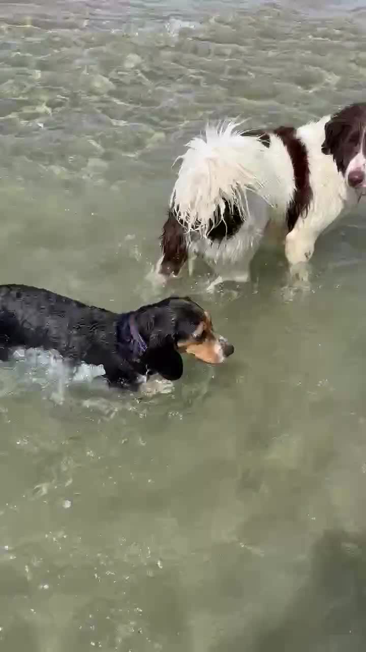 Beagle dogs for adoption: Bonnie needs her forever home  - Video 2