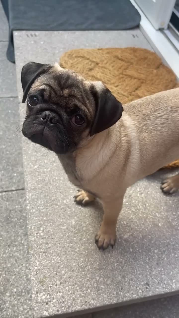 Pug dogs for sale: Pug  months  in Southampton - Video 1