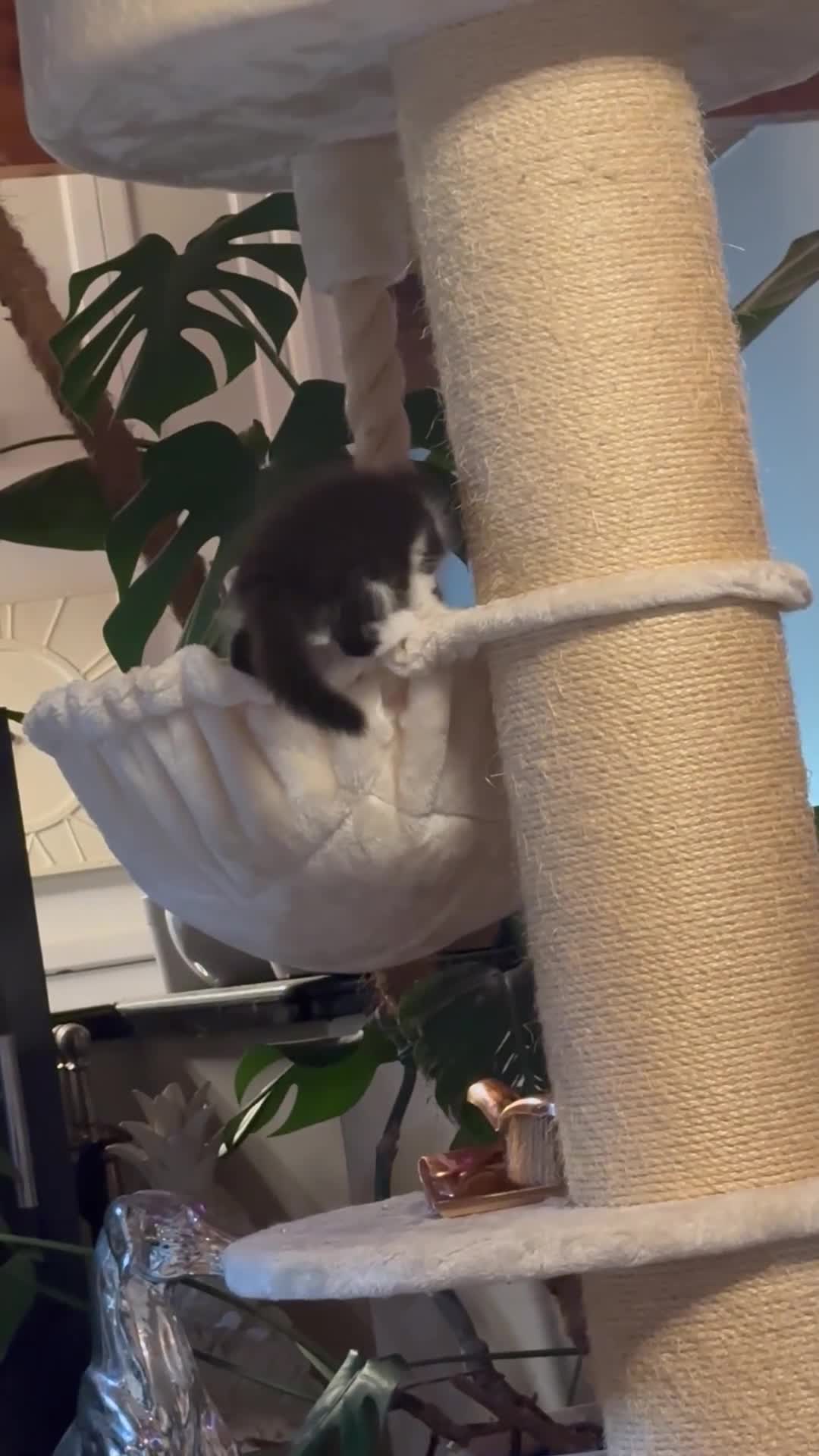 Maine Coon cats for sale: Maine Coon Crosses - Video 2