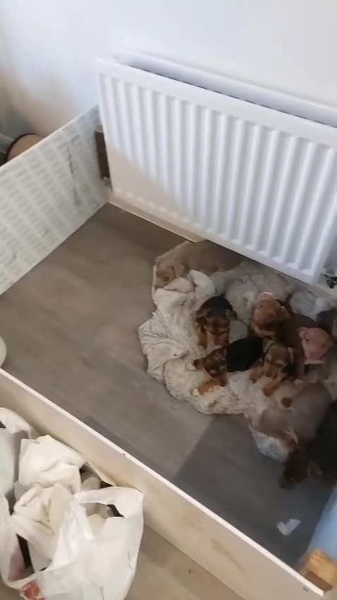 Jack Russell dogs for sale: Beautiful miniature pure Jack Russell’s  - Video 1