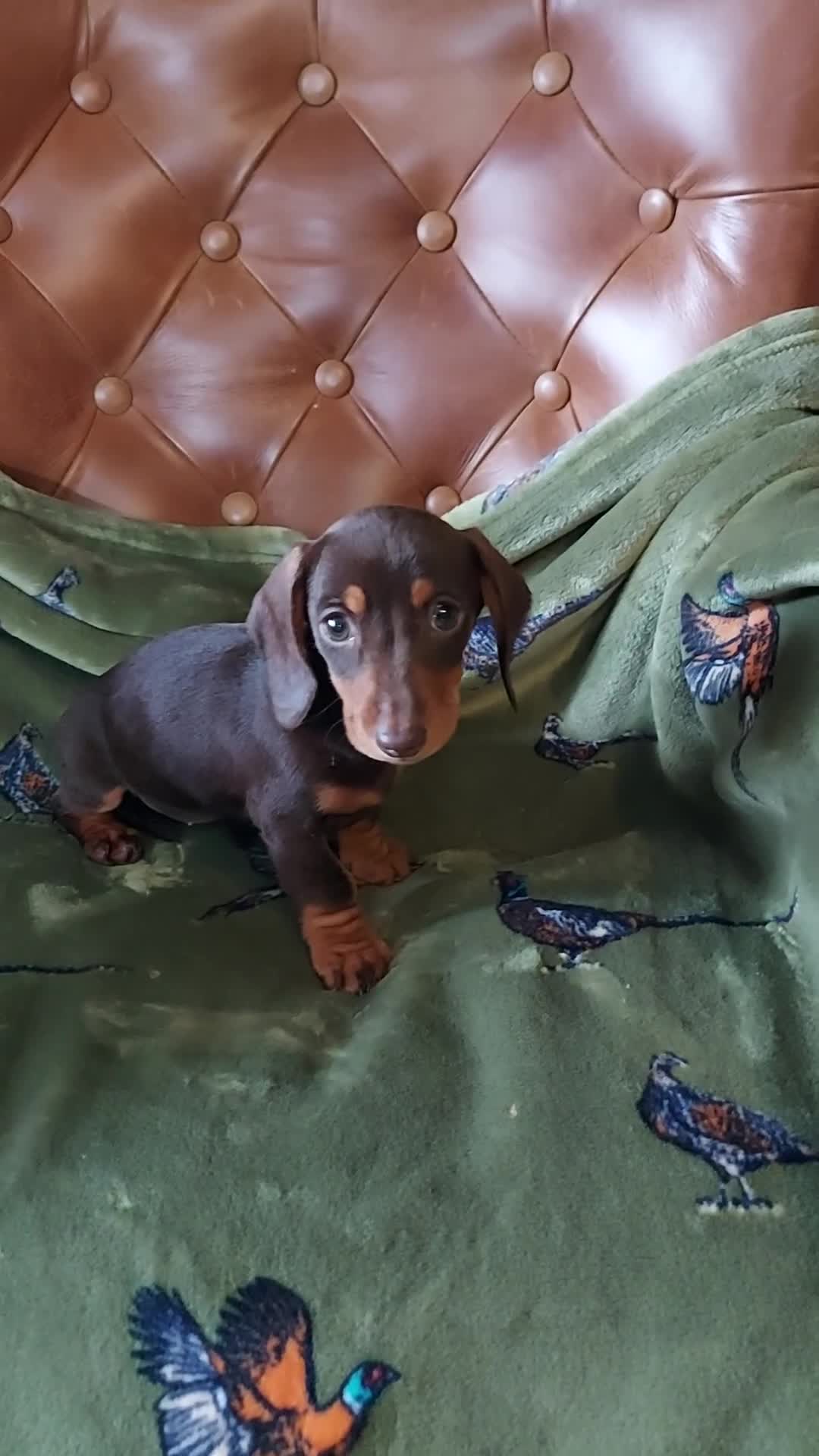 Miniature Dachshund dogs for sale: Beautiful litter of 6 true to type miniature pups. - Video 1