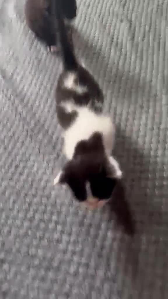 Mixed Breed cats for sale: Beautiful mixed breed kittens  - Video 1