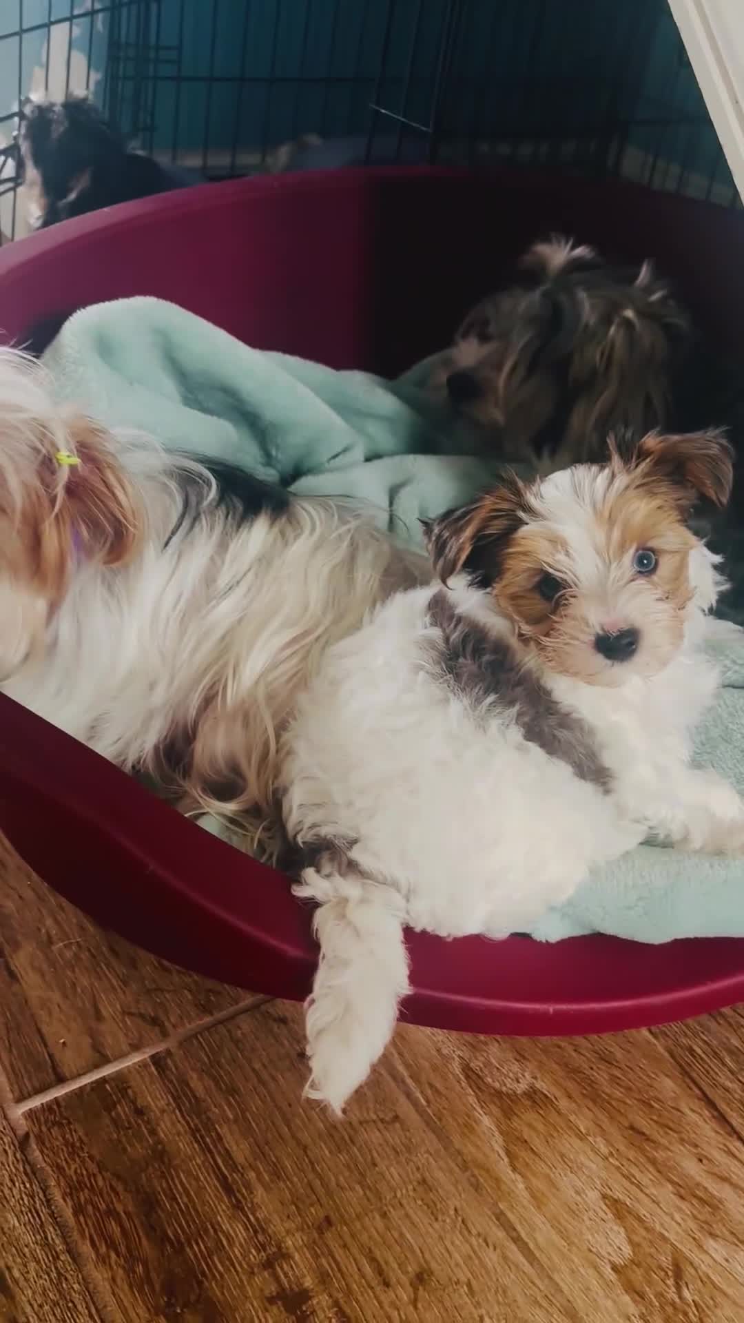 Yorkshire Terrier dogs for sale: ❤️Beautiful blue eyed Yorkshire terrier puppies❤️ - Video 4