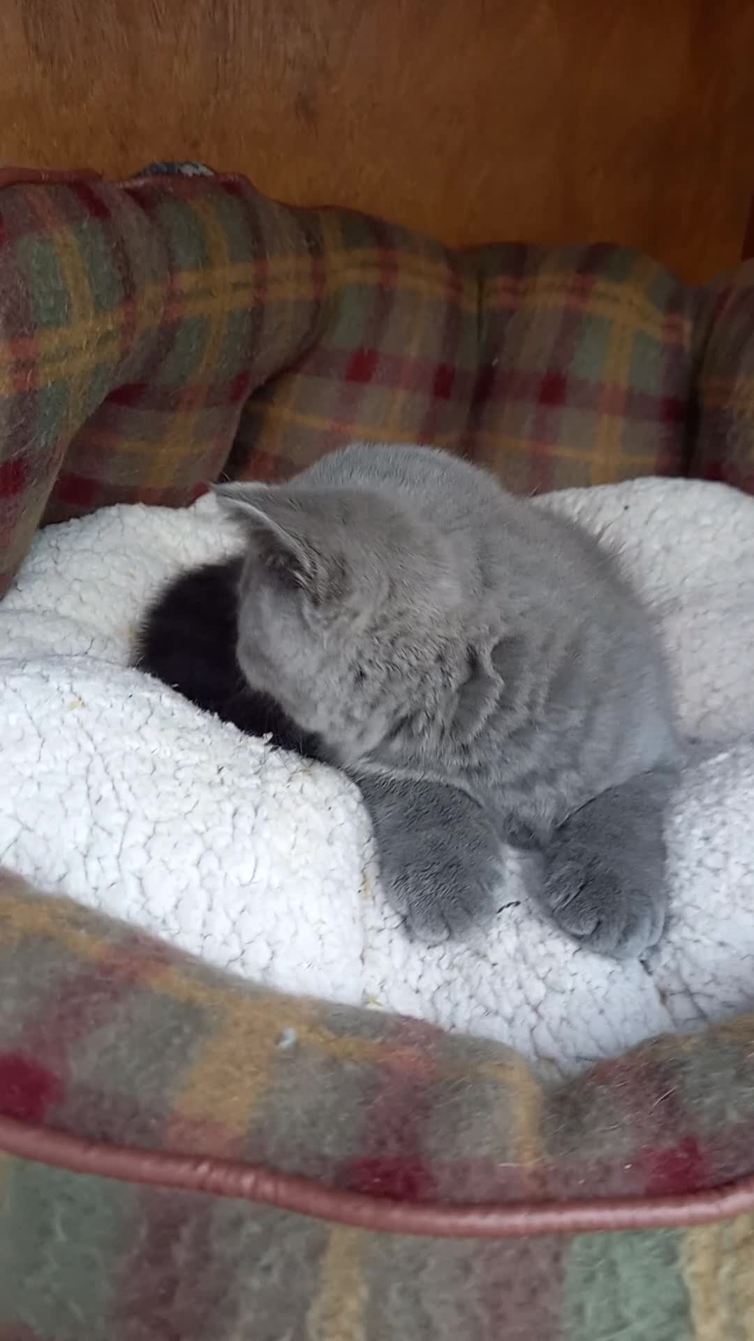 British Shorthair cats for sale: Quality registered GCCF kittens  - Video 1