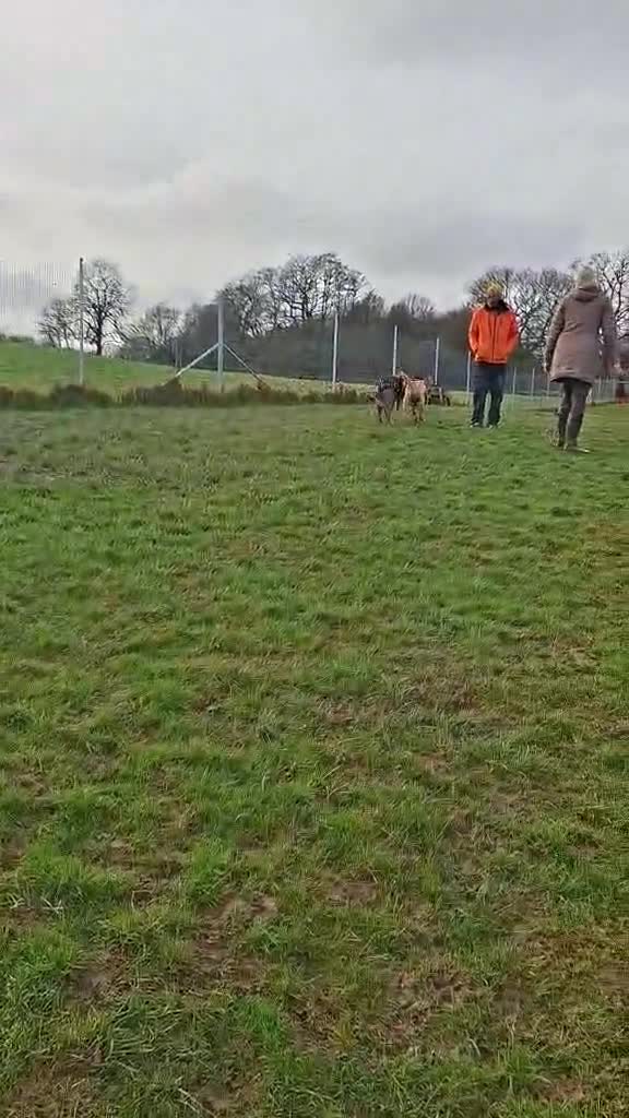 Mixed Breed dogs for adoption: Lily - 2 year old, possibly Lab Mix Girl in Peacehaven - Video 3