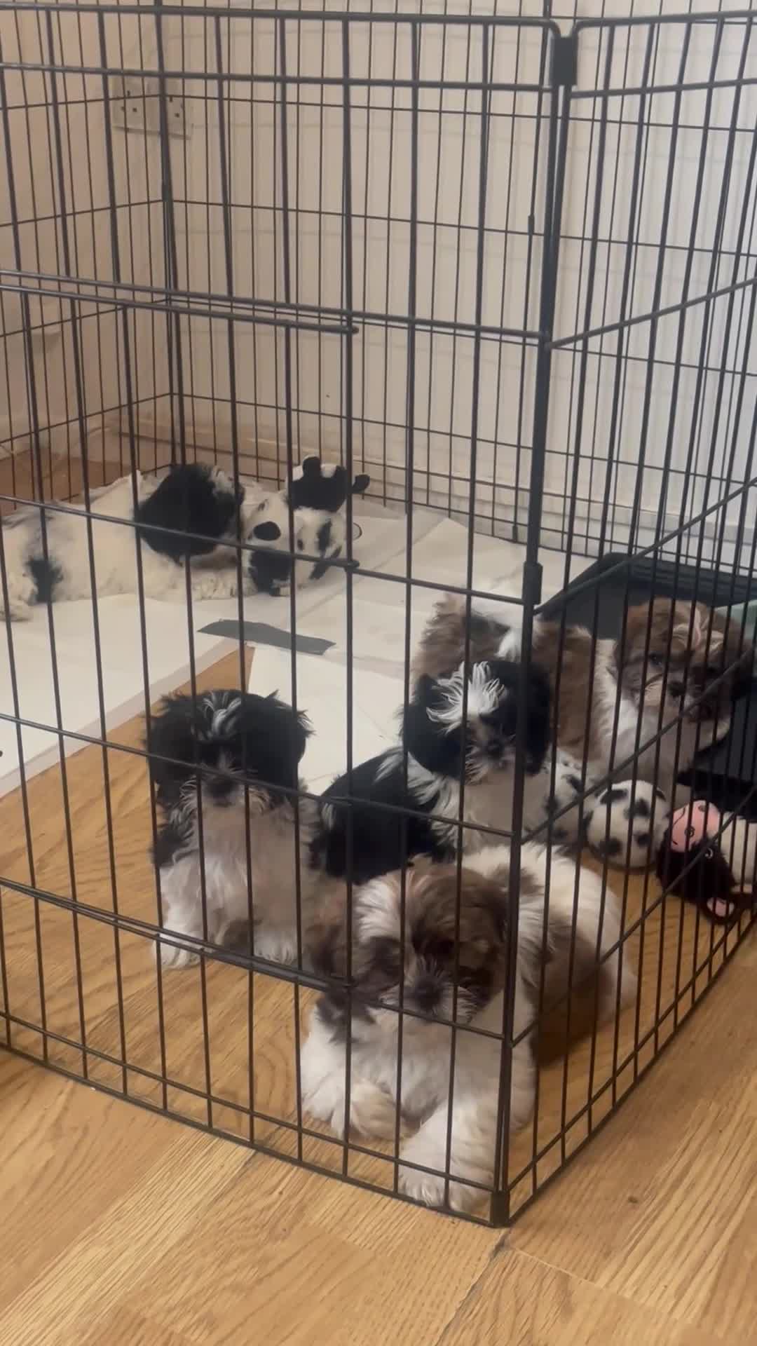 Shorkie dogs for sale: Shorkie - Video 1