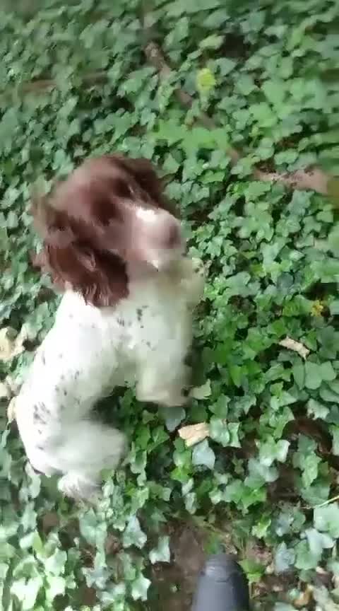 English Springer Spaniel dogs for sale: KC English Springer Spaniel Puppies - Video 1