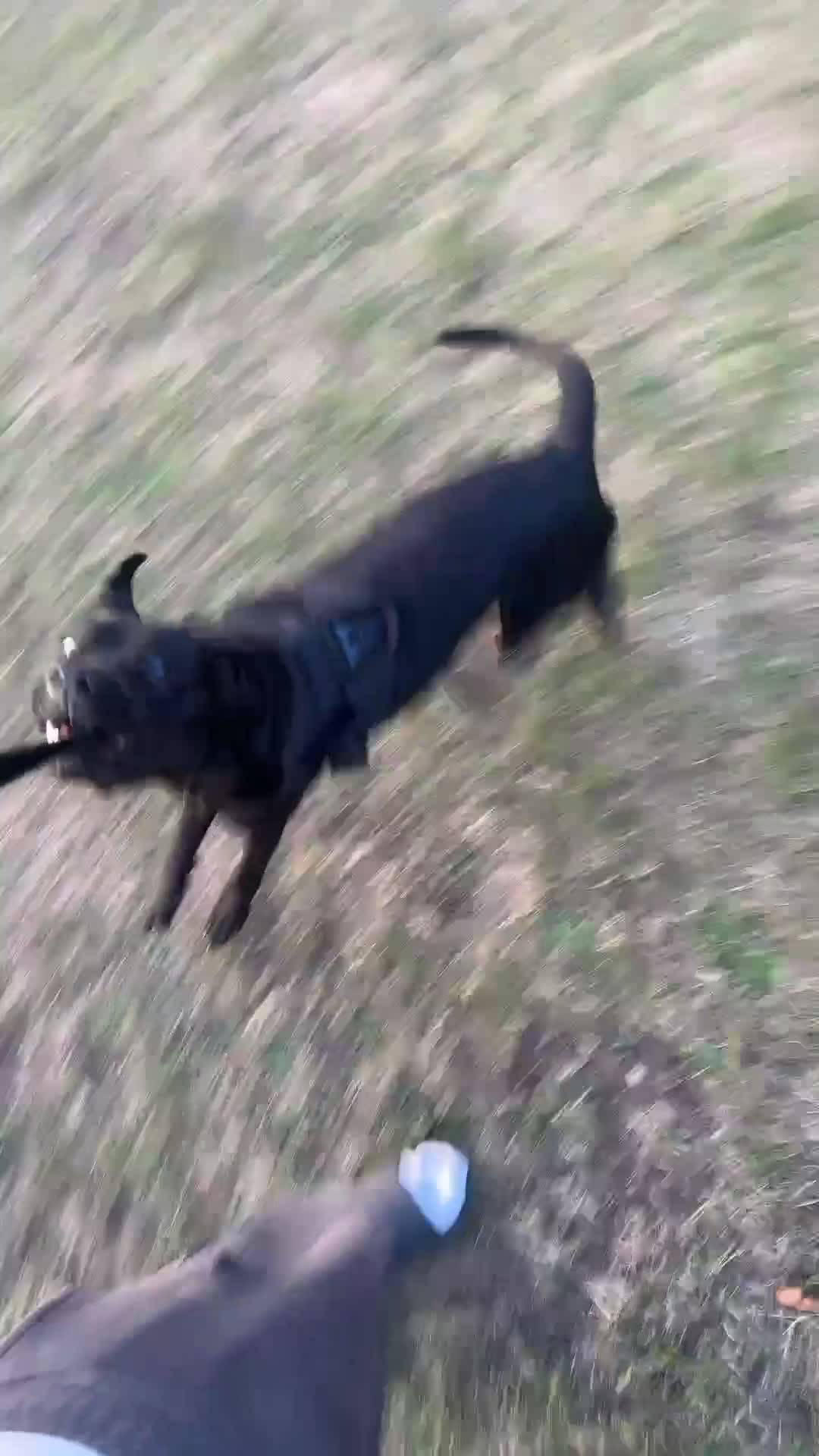 Mixed Breed dogs for sale: Luna zzz - Video 1