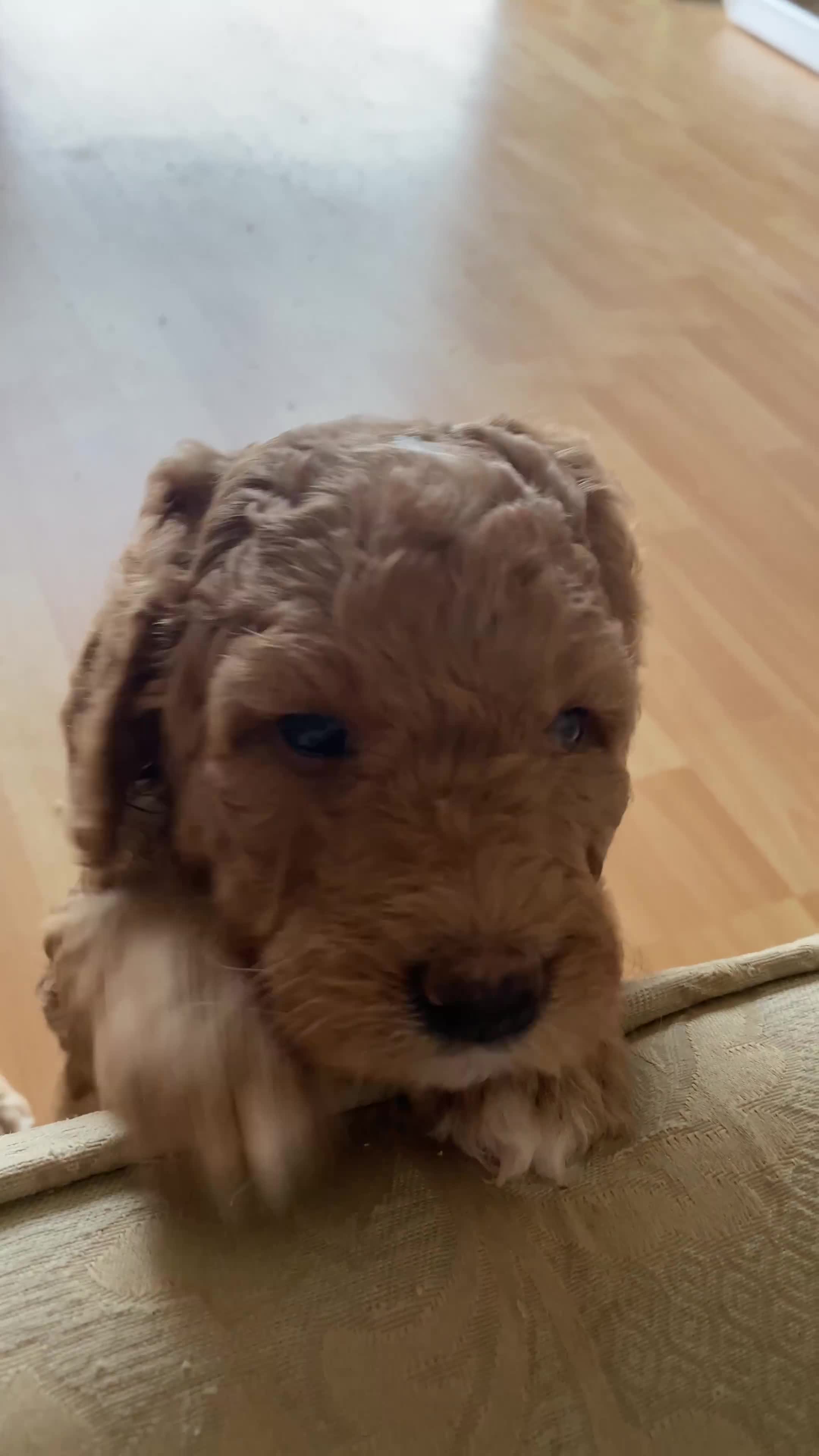 Labradoodle dogs for sale: Last two! Beautiful F3b Labradoodle Puppies - Video 1