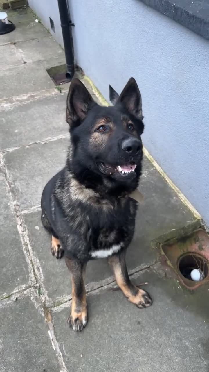 German Shepherd dogs for sale: Male Czech Shepherd  in Nelson - Video 1