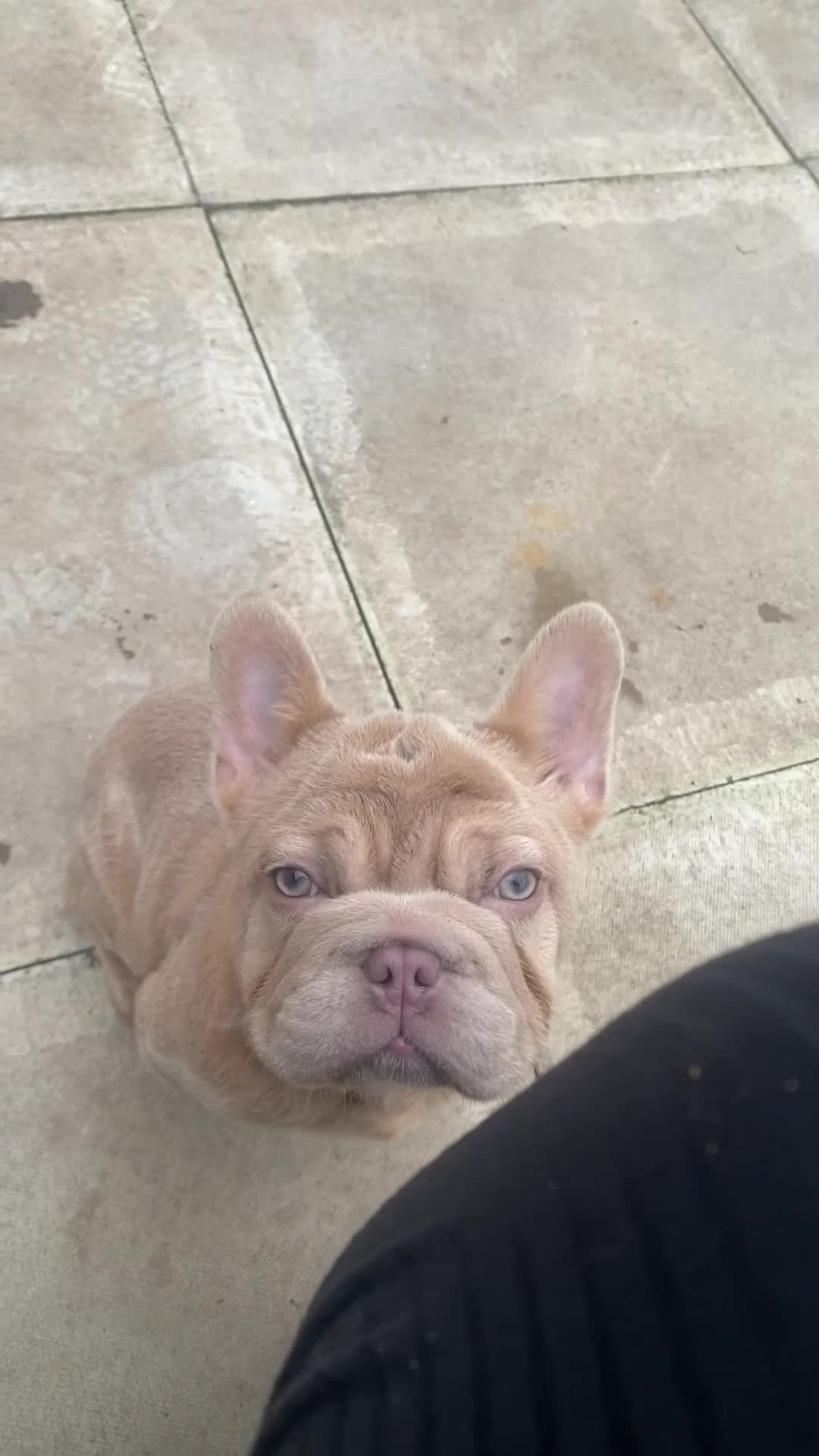 French Bulldog dogs for sale: Shaddy - Video 1