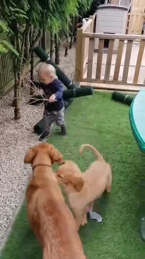 Golden Retriever dogs for sale: Stunning KC Golden Retrievers - Video 1