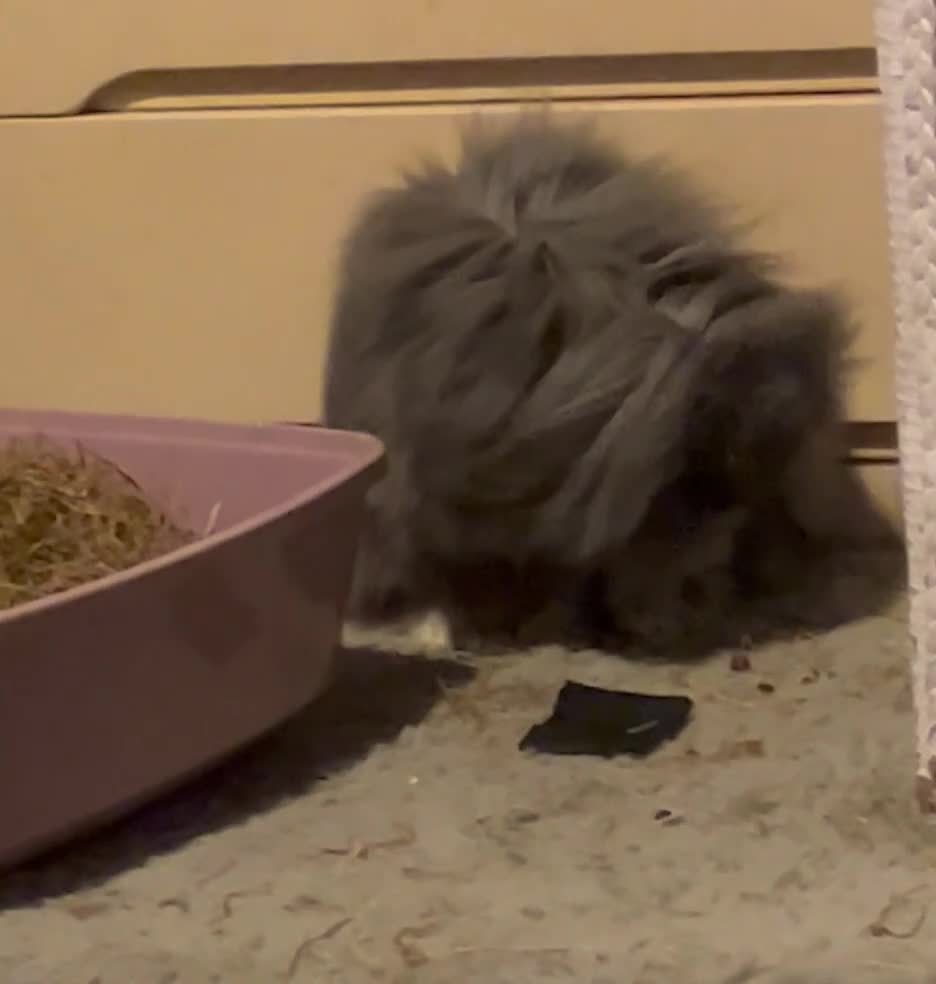 Lionhead rabbits for sale: Minilop x lionhead , spayed female , approx 3yrs. in Wednesbury - Video 2