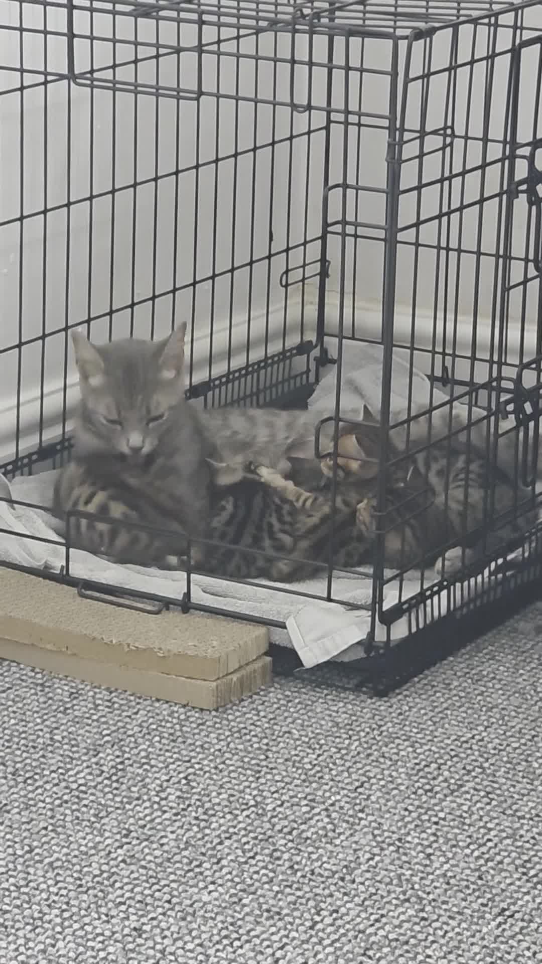Bengal cats for sale: Mixed Tabby x Bengal Kittens – 2 Males Left 🐾 - Video 3