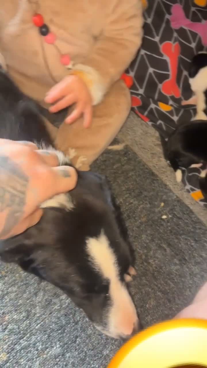 Border Collie dogs for sale: Litter of 4 border collies in Telford - Video 1