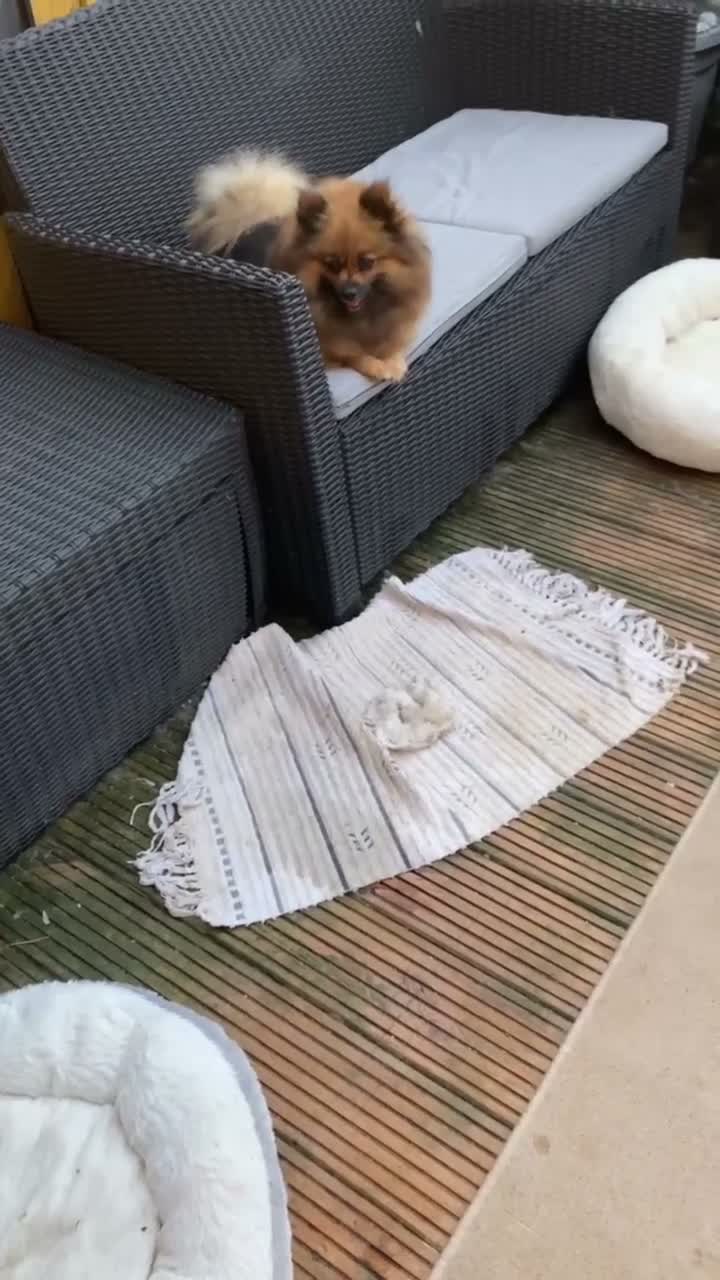Pomeranian dogs for sale: Beautiful brown girl  - Video 1
