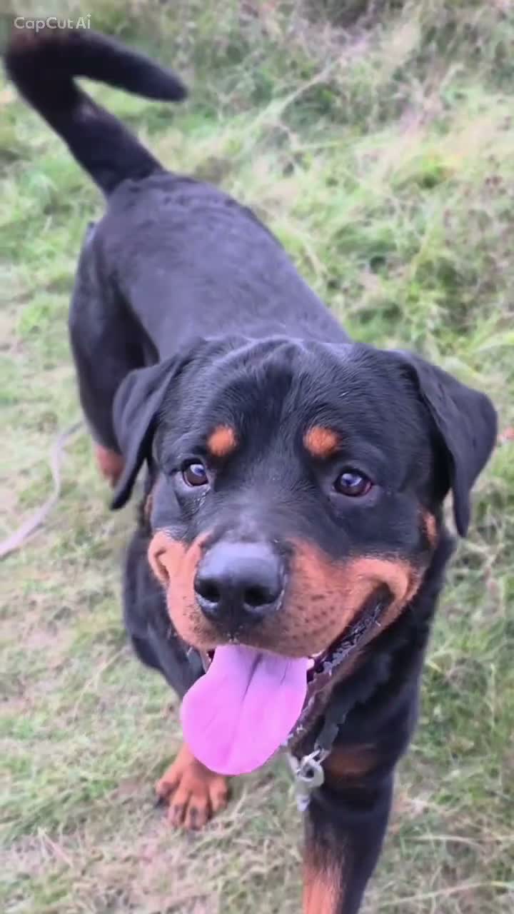 Rottweiler dogs for sale: Looking for his forever home - Video 4