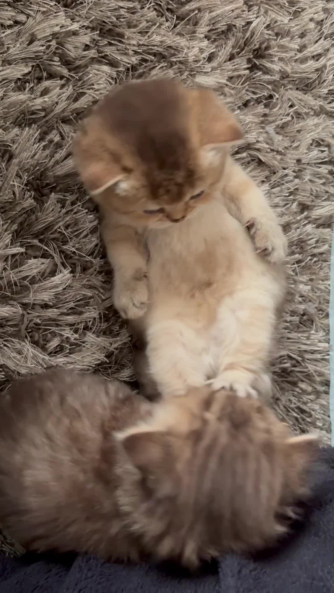 British Shorthair cats for sale: 4 Golden british shorthair/2 longhair kittens - Video 1