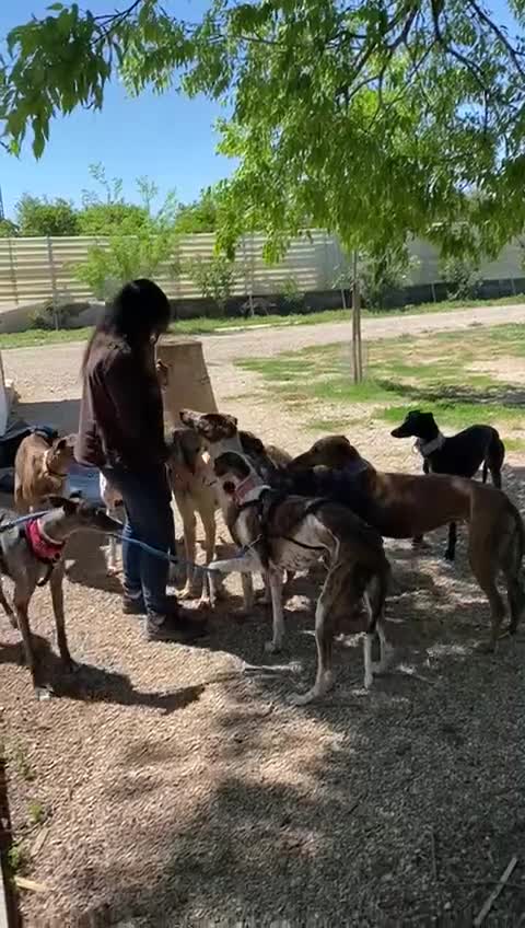 Mixed Breed dogs for adoption: 🐶Rex the perfect pack companion 😍  - Video 3