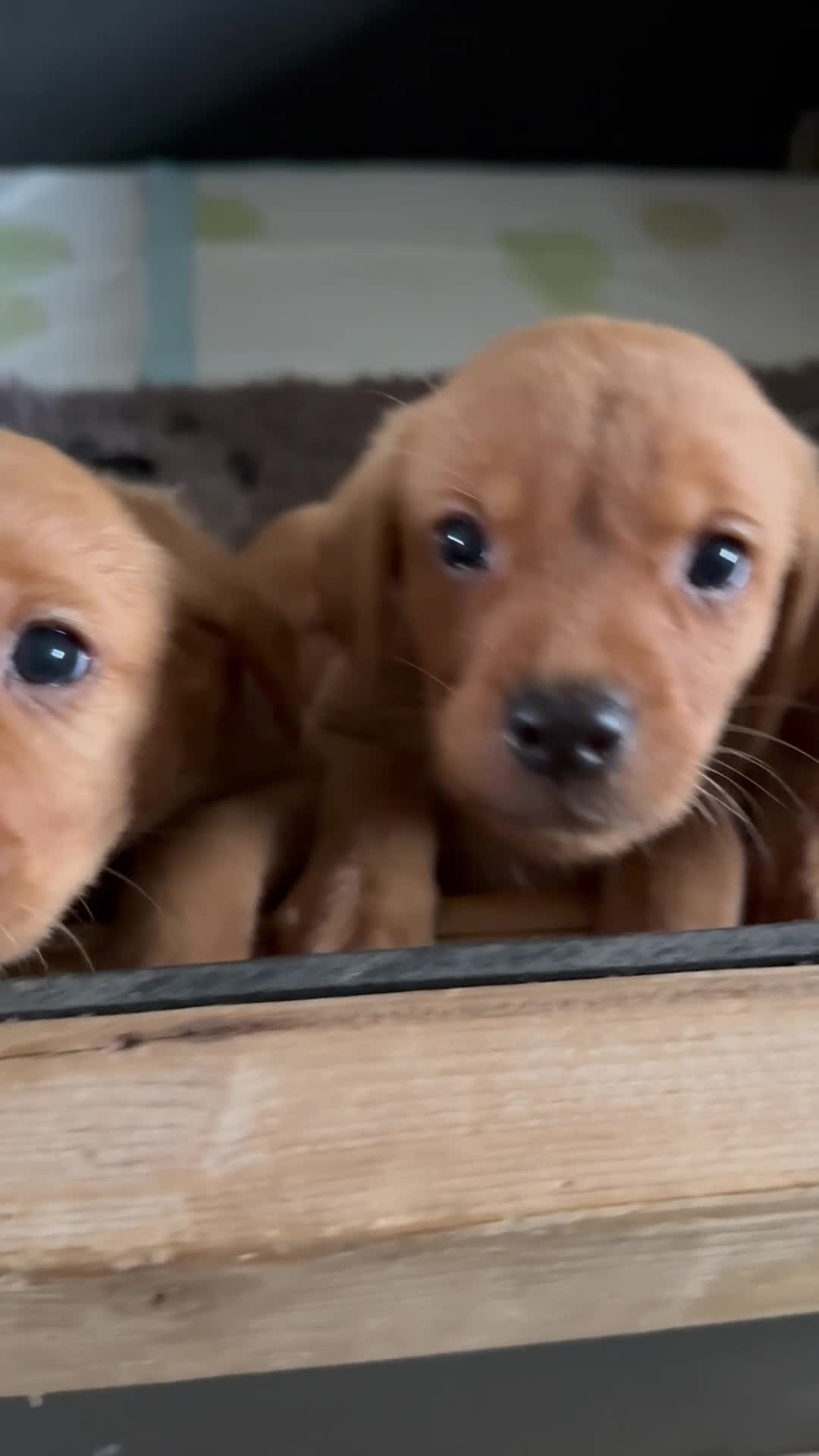 Labrador Retriever dogs for sale: Fox Red KC registered Labradors - Video 2