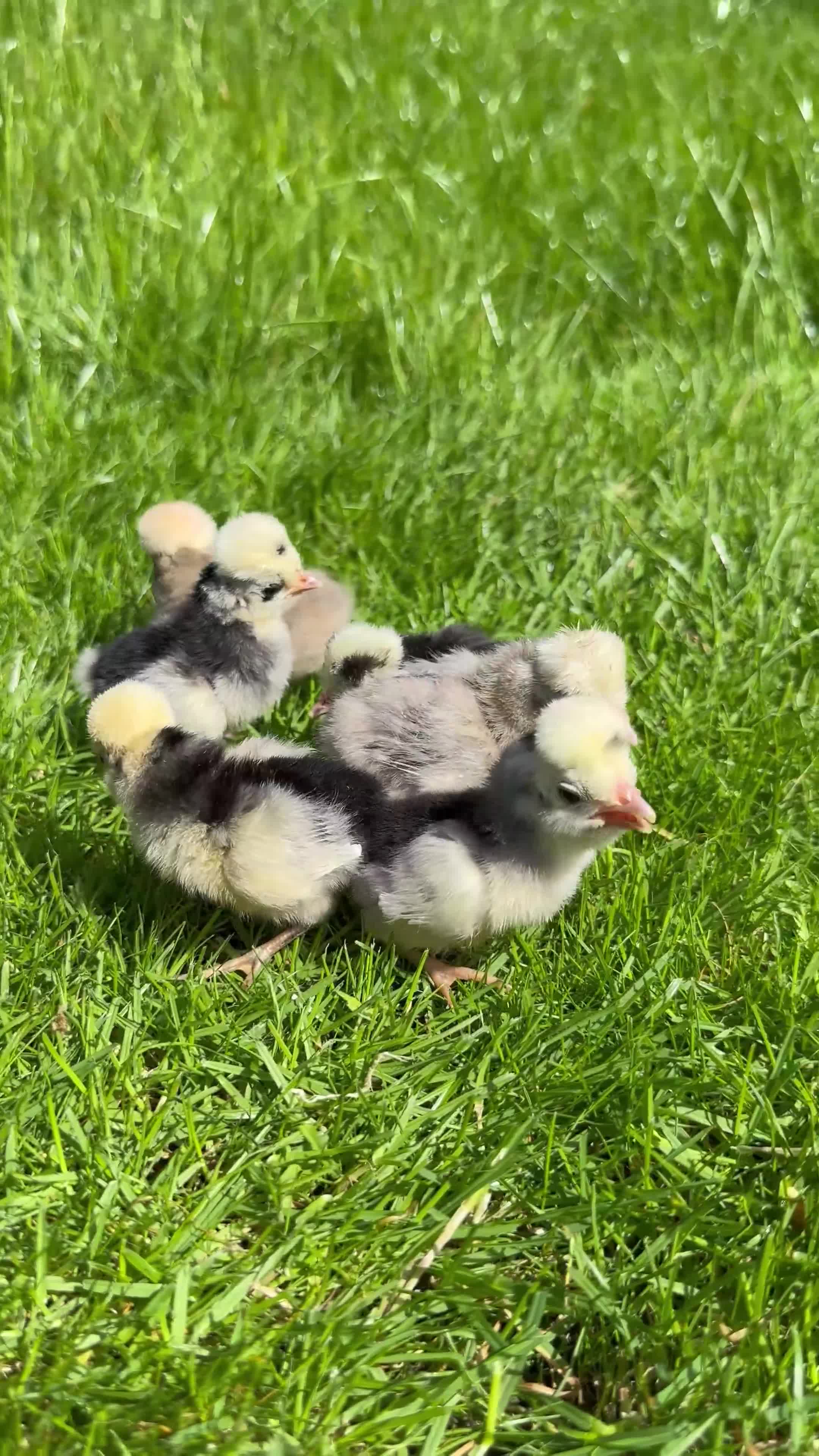 Chickens poultry for sale: Day old pure breed chicks  - Video 1