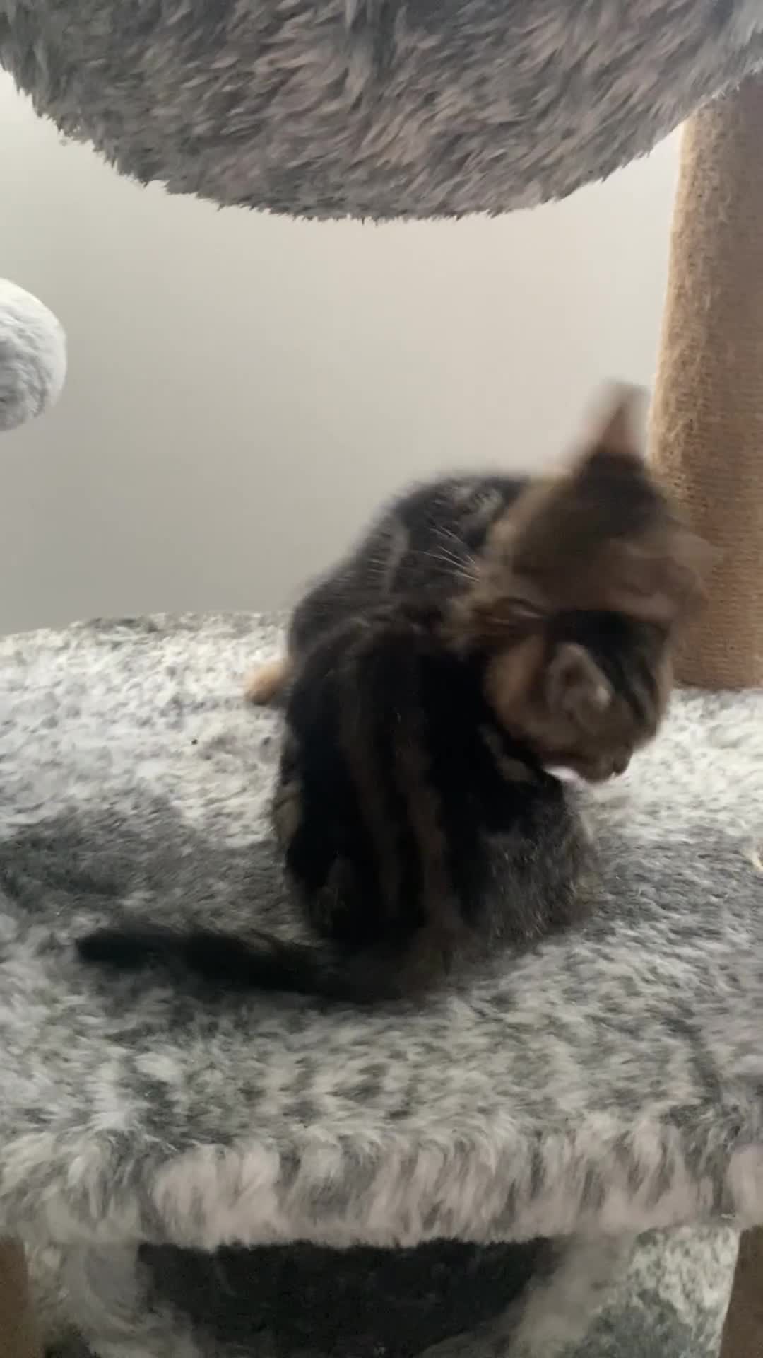 Mixed Breed cats for sale: Kittens for sale - Video 1