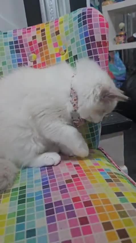 Ragdoll cats for sale: Ragdollkittens health tested gccf/tica parents  - Video 3