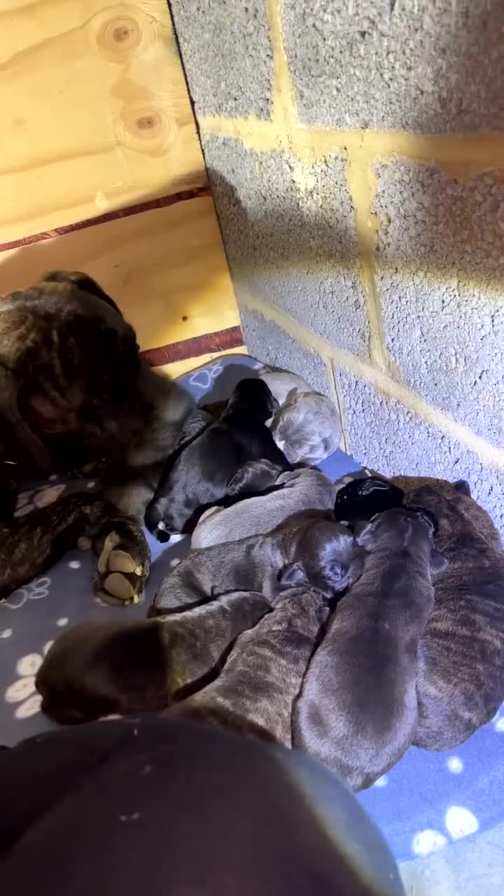 Cane Corso dogs for sale: Cane Corso first litter of puppies !! - Video 4