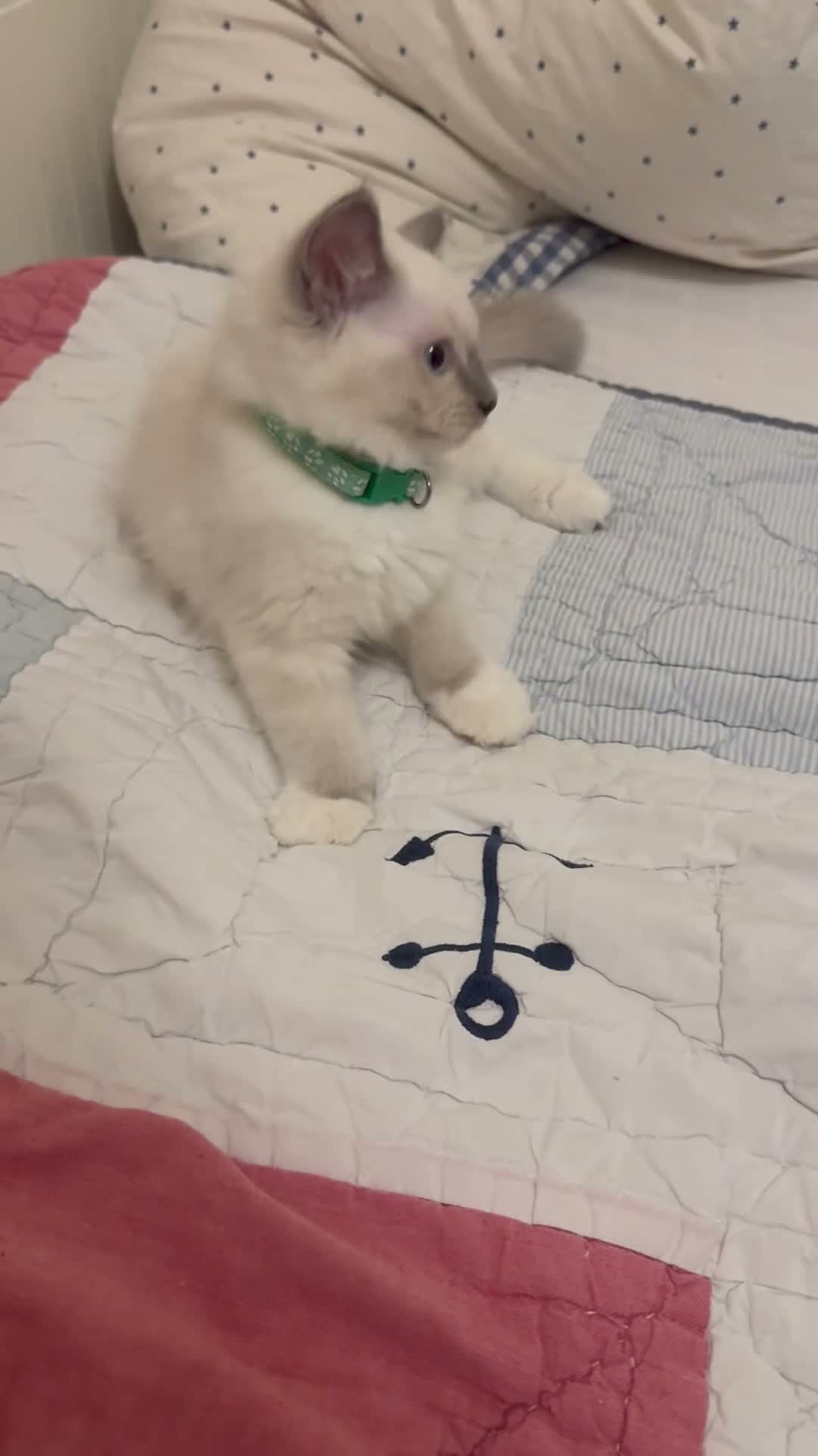 Ragdoll cats for sale: Stunning ragdolls kitten 🥰 - Video 2