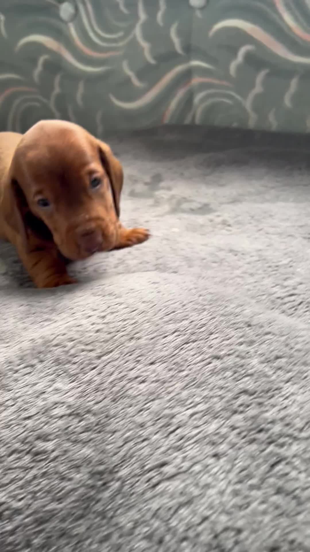Dachshund dogs for sale: TOP QUALITY KC STANDARD SMOOTH DACHSHUNDS - Video 1