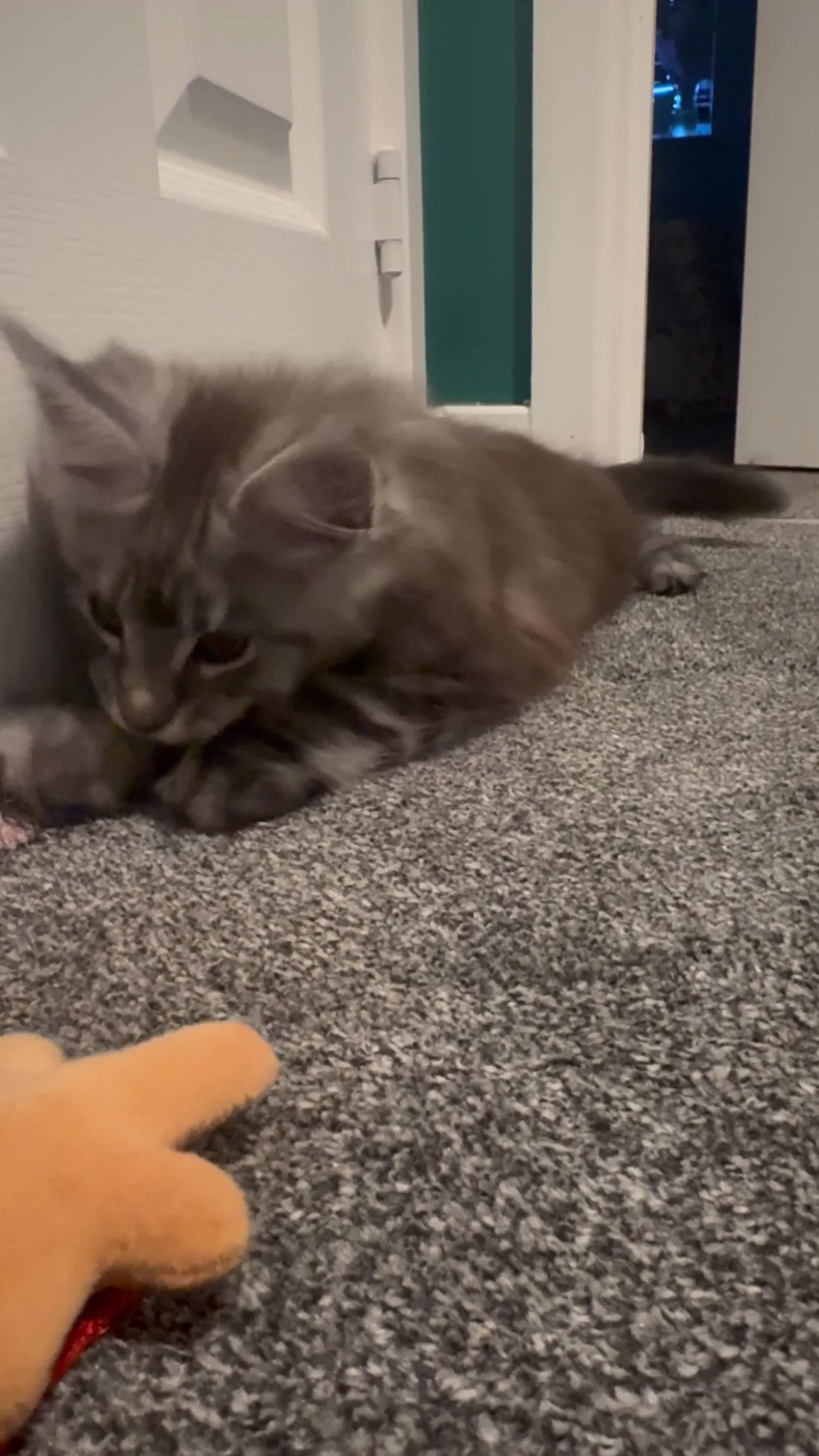 Maine Coon cats for sale: 3 Energetic and Loving Mainecoones - Video 1