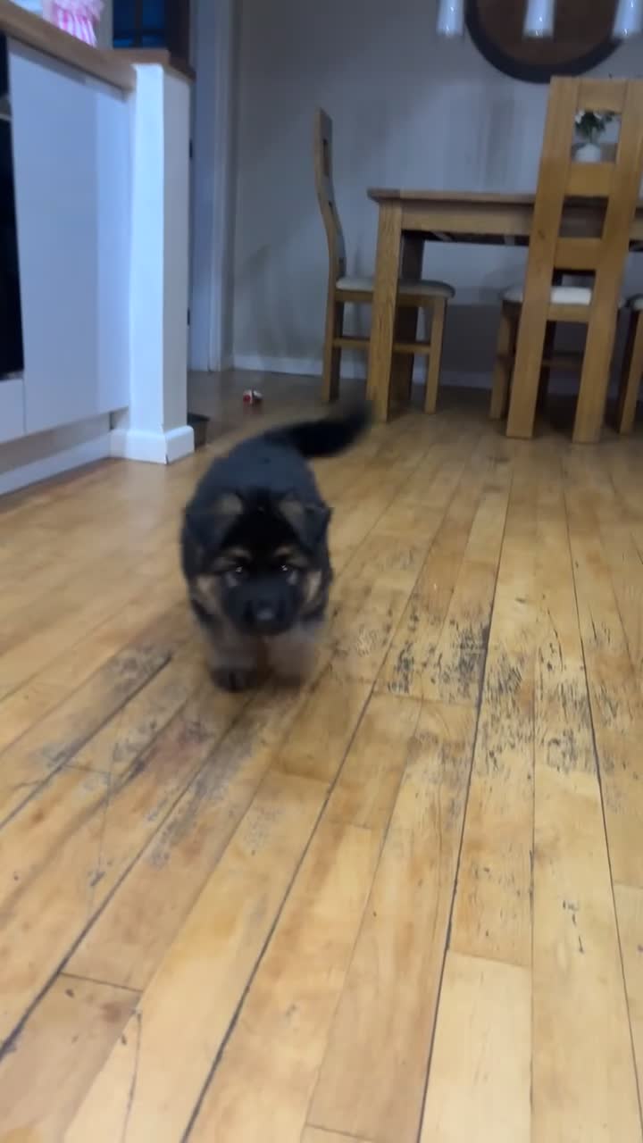 German Shepherd dogs for sale: German shepherd puppies  in Deeside - Video 1