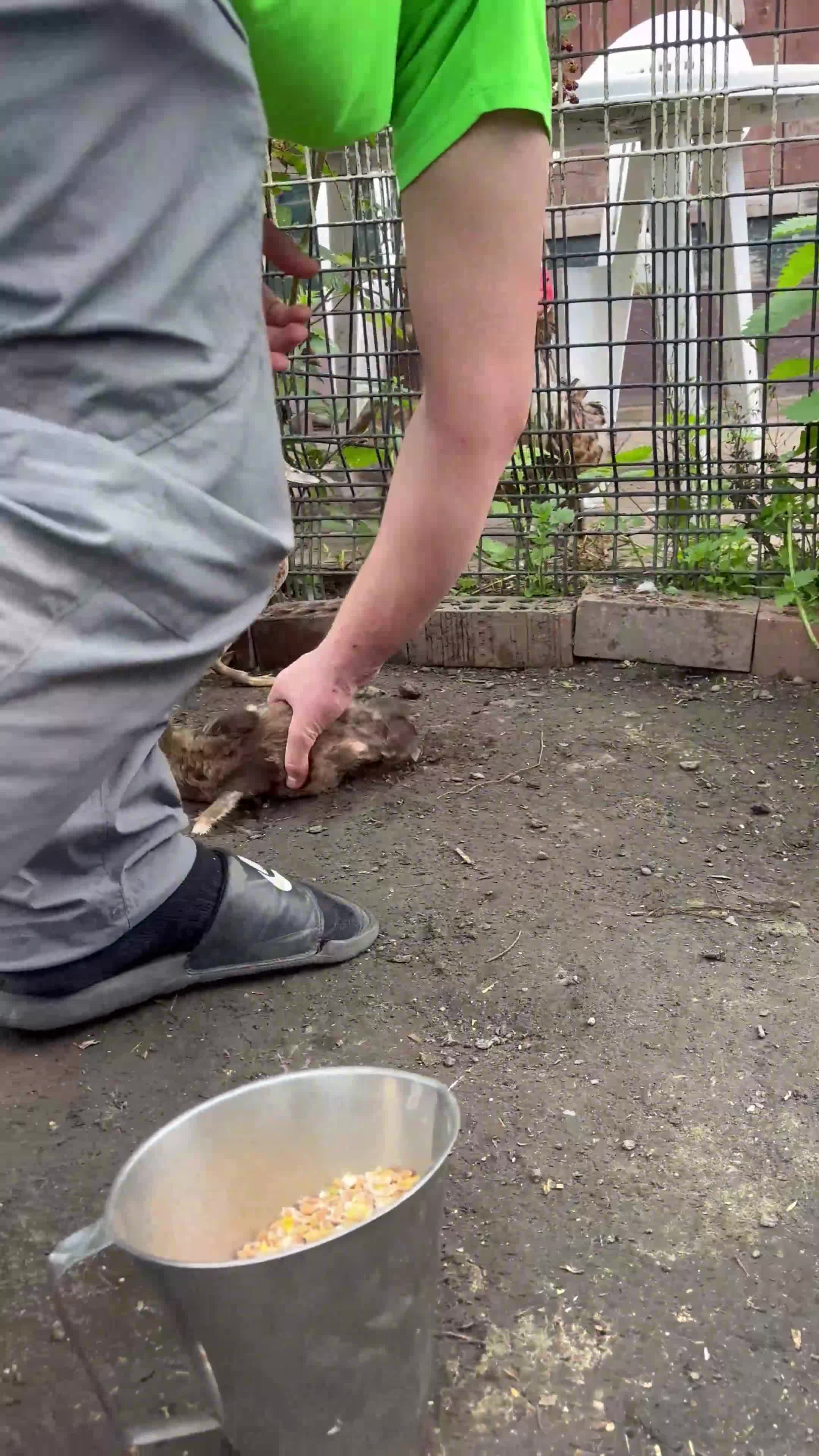 Ducks poultry for sale: Gorgeous and Muscovy ducklings - Video 2