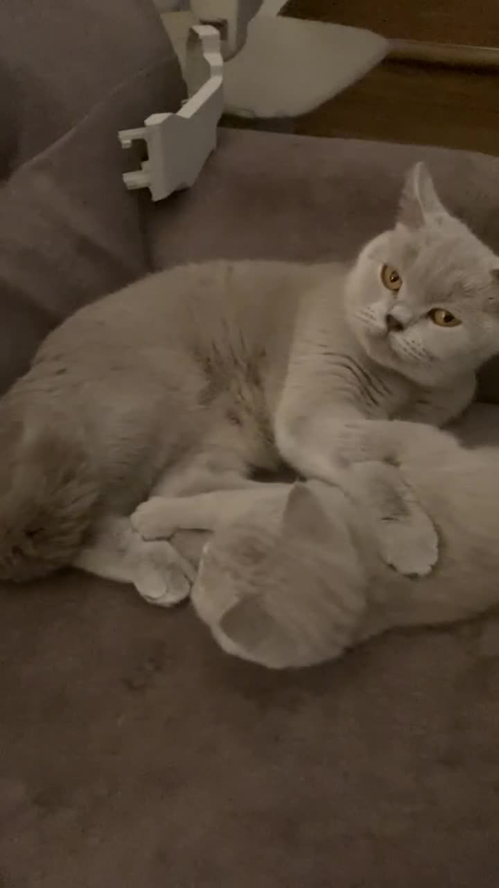 British Shorthair cats for sale: Stunning Lilac Boy available - Video 2