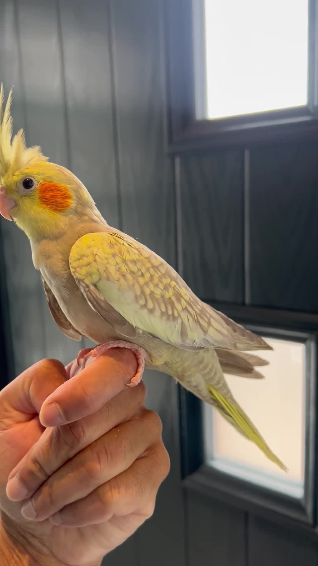 Mixed Breed birds for sale: Tame cocktails and breeding pair clearance  - Video 2