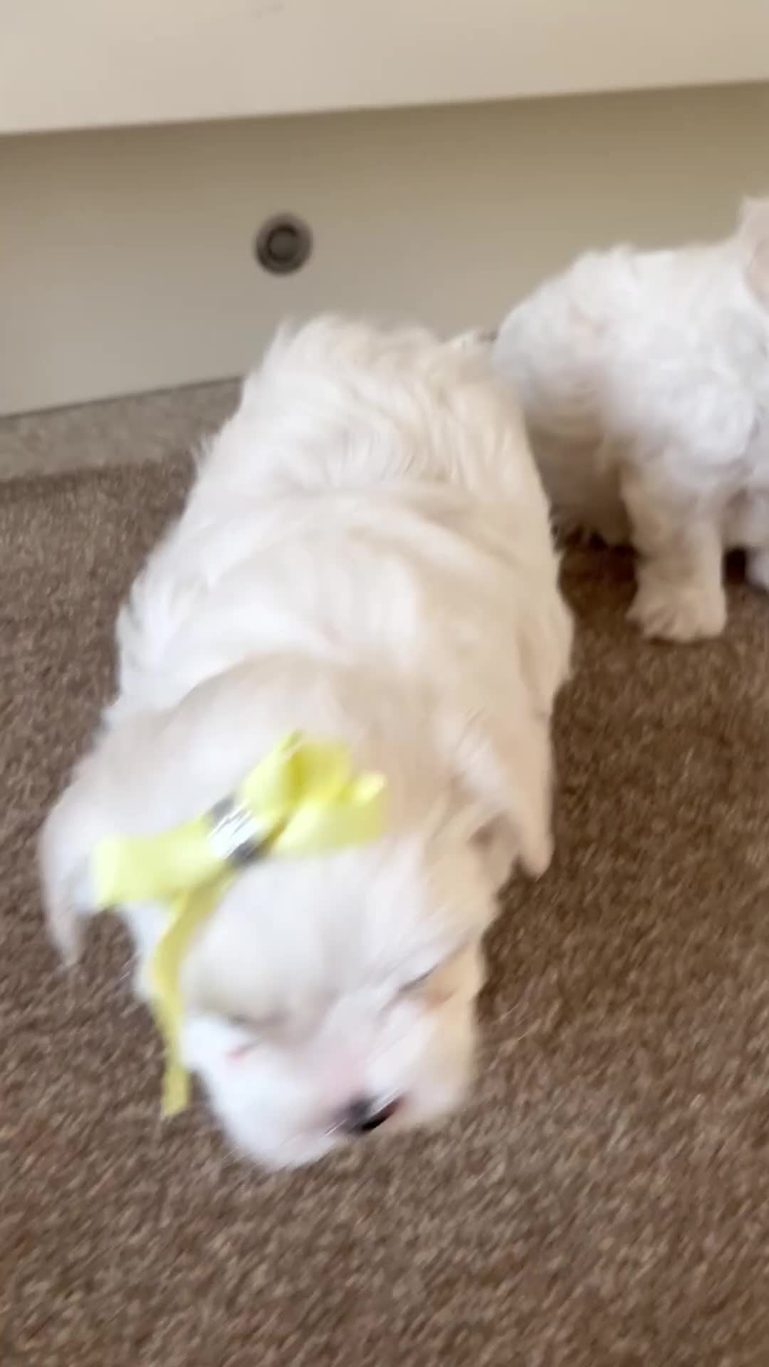 Maltese dogs for sale: Pedigree Maltese puppies in Derby - Video 1