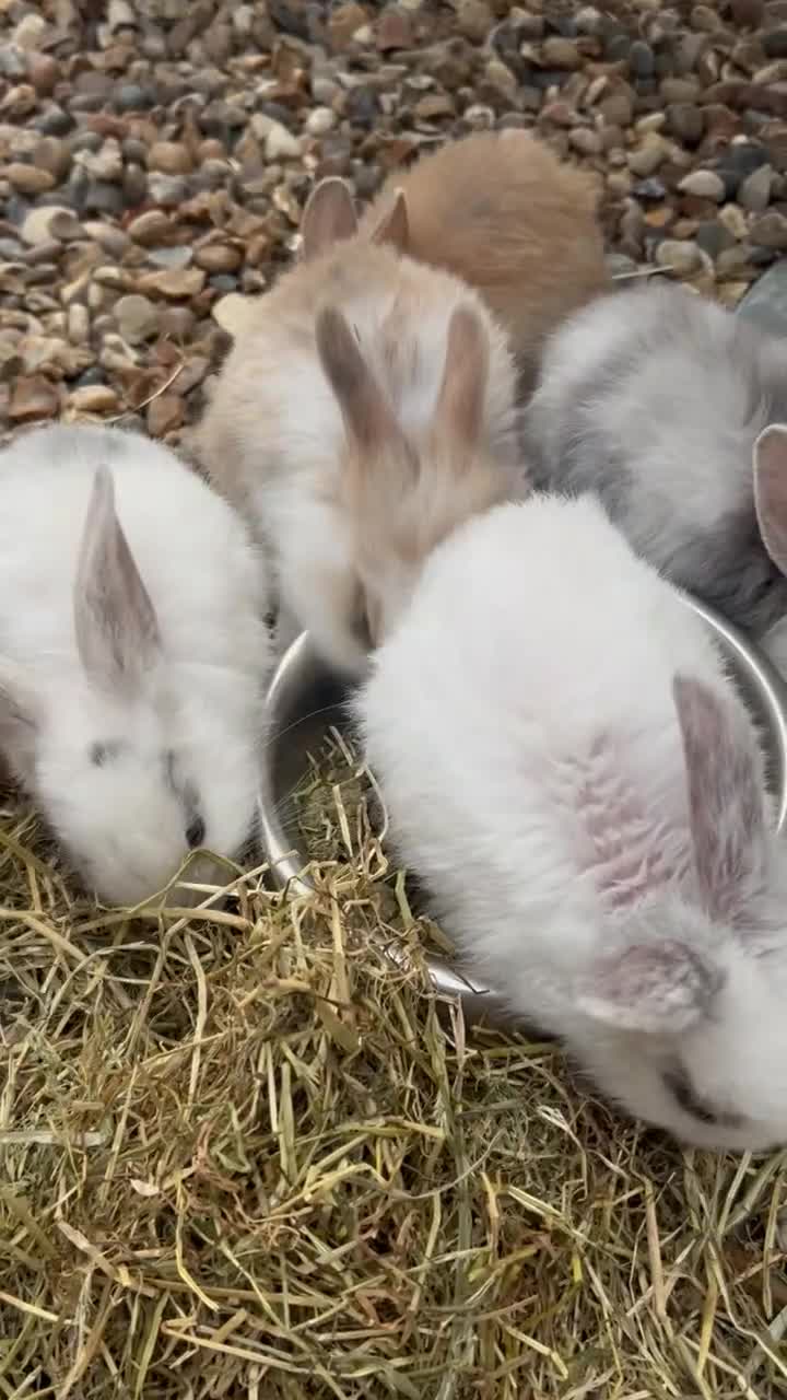 Mixed Breed rabbits for sale: Mixed bunnies - Video 1