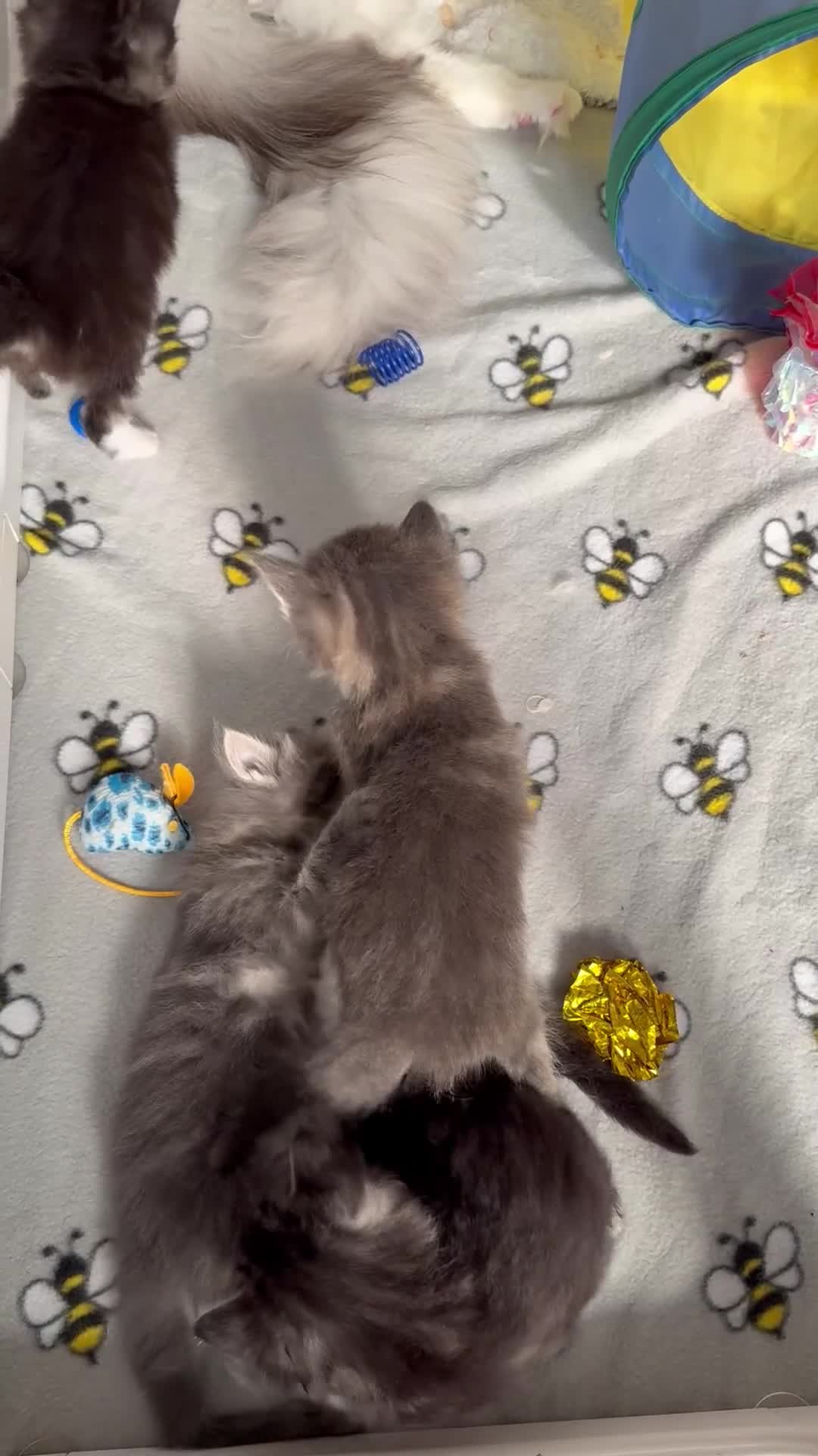 Maine Coon cats for sale: Stunning mainecoon kittens for sale.  - Video 3