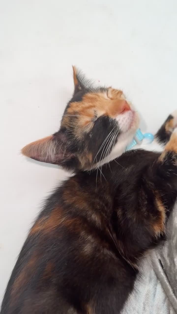 Mixed Breed cats for sale: Beautiful tortoiseshell kitten - Video 1