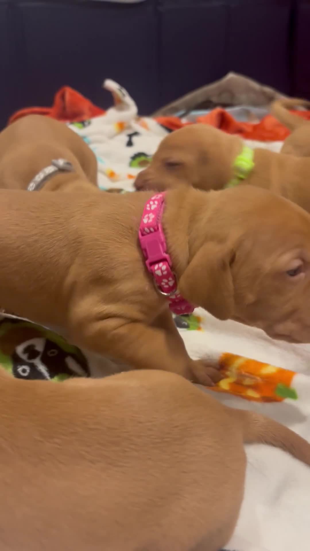 Hungarian Vizsla dogs for sale: Beautiful Vizsla puppies (DOB18/4) 3 girls, 3 boys in Twickenham - Video 1