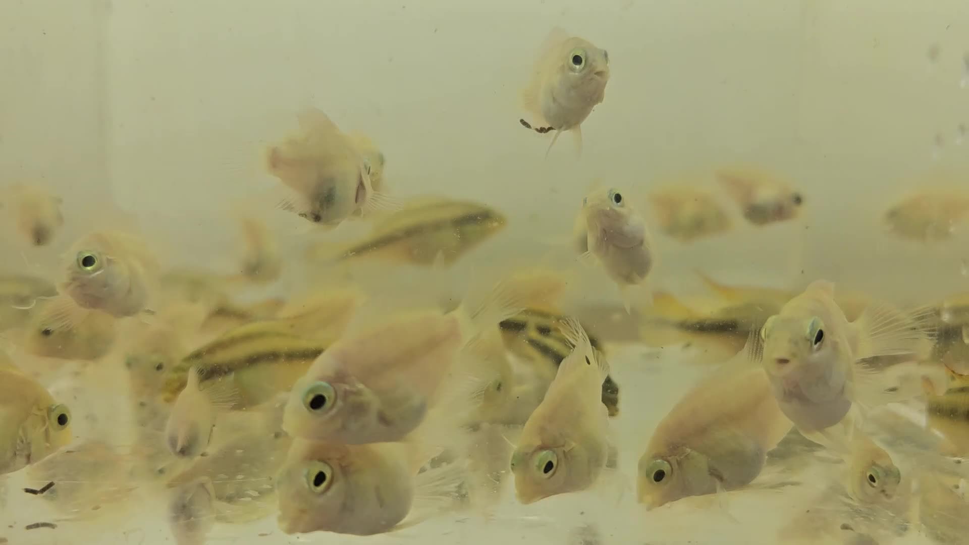 Cichlids fish for sale: Platinum polar parrots chiclids - Video 1