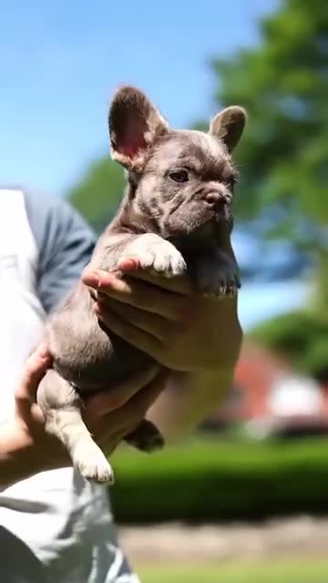 French Bulldog dogs for sale: French bulldogs - Video 2