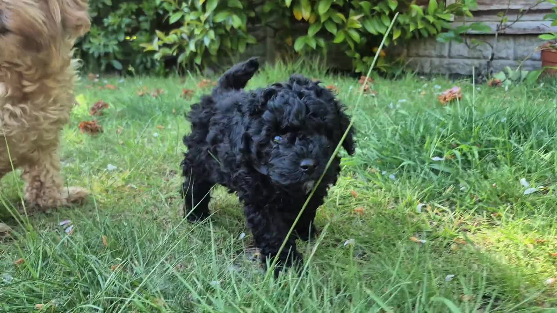 Maltipoo dogs for sale: Last Girl !!!! in Birmingham - Video 1