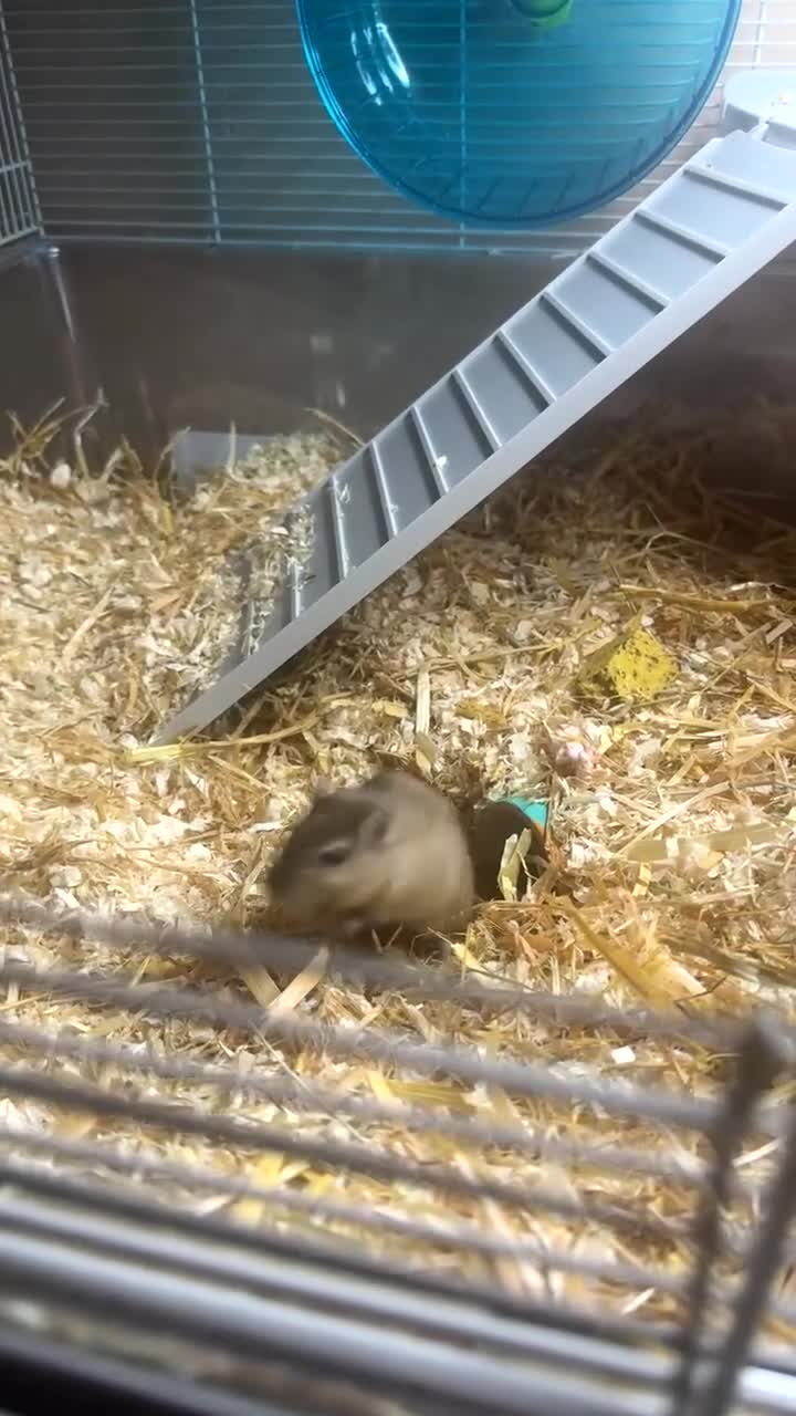 Gerbil rodents for sale: Male gerbil with cage  - Video 5