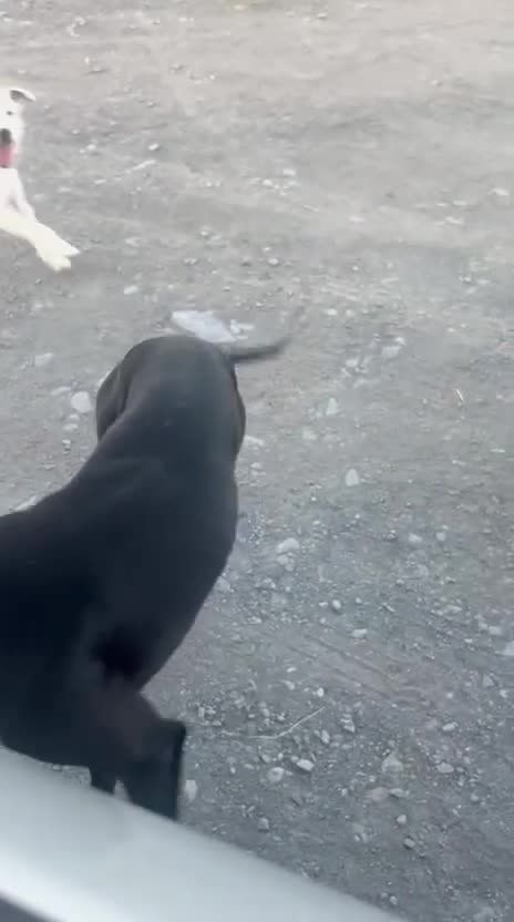 German Shorthaired Pointer dogs for sale: Bronson  - Video 2