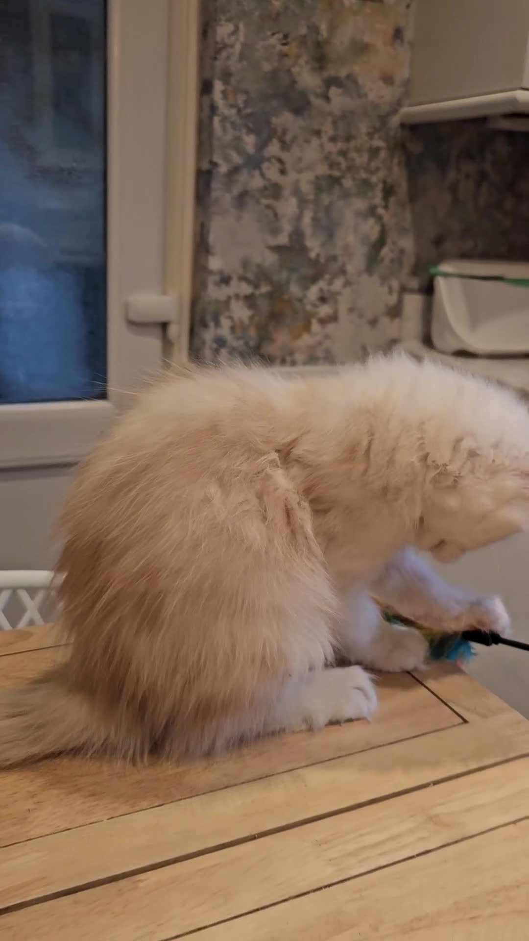 Maine Coon cats for sale: TICA maine coon kittens ready to leave - Video 2