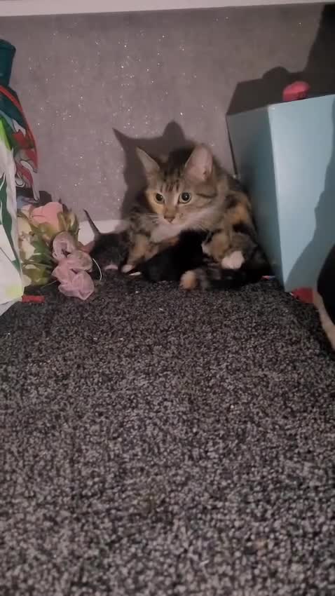Mixed Breed cats for sale: Kittens - Video 1