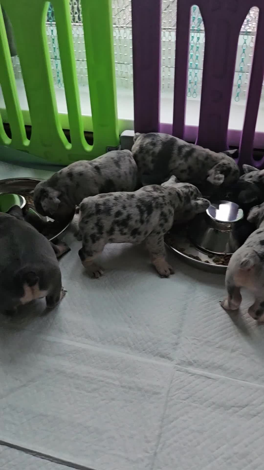 French Bulldog dogs for sale: French Bulldog Puppies - Video 1